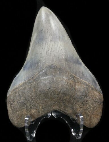 Serrated Megalodon Tooth - Georgia River Find #39907